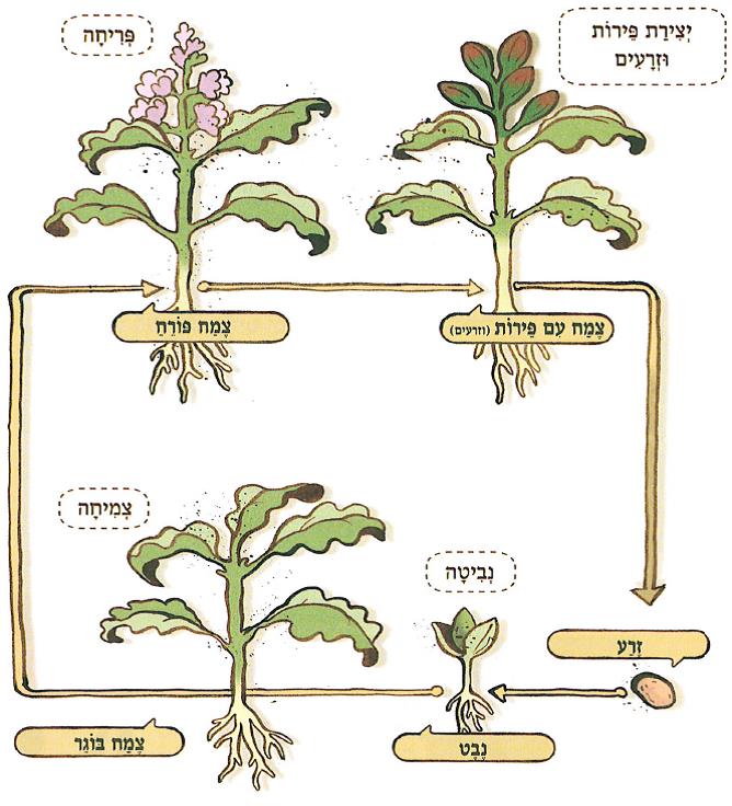(בספר איור של נוגה ושביט משוחחים)